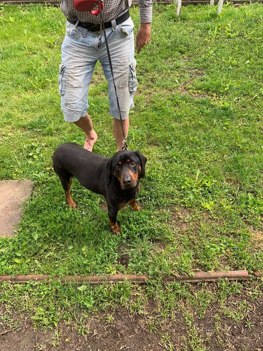 Trzyletnia suka gończy polski  do adopcji .Towarzyska lubi dzieci.