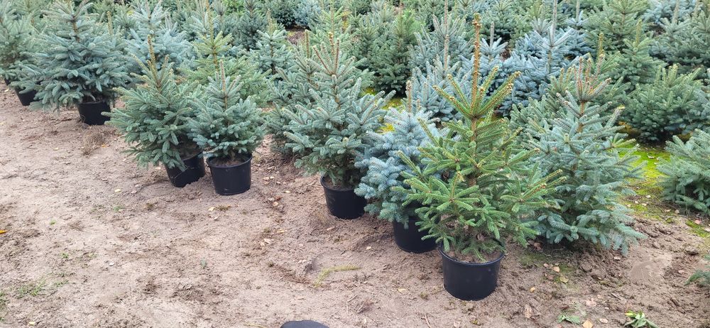 Świerk Srebrny,  pospolity,  jodła kaukaska Hurt-detal