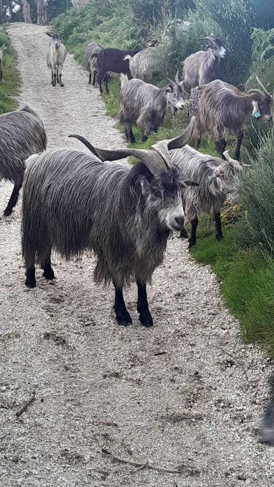 Venda ou troca de 1 xibo