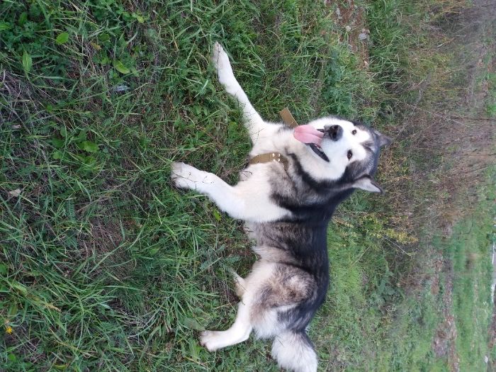 Аляскінський Маламут в'язка