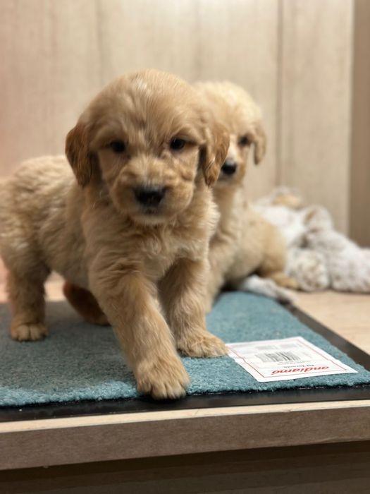 Лабродудли лабродудель голдендудль  от филіппінського пуделя китай