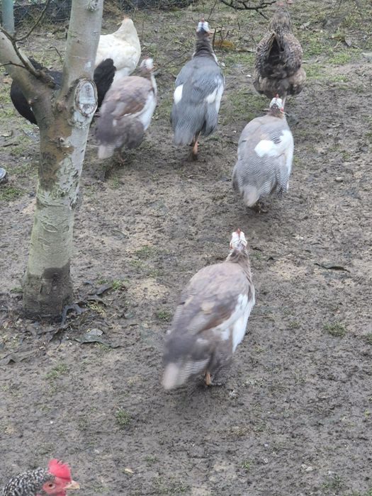 Sprzedam koguty perliczki