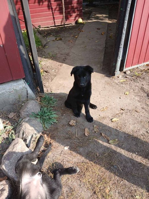 Продам цуценят німецької вівчарки
