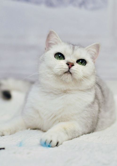 Британська сріьна дівчинка