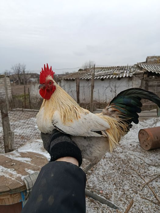 Бентамочки декоративные инкубационные яйца