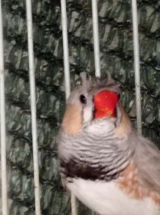 Mandarins com poupa