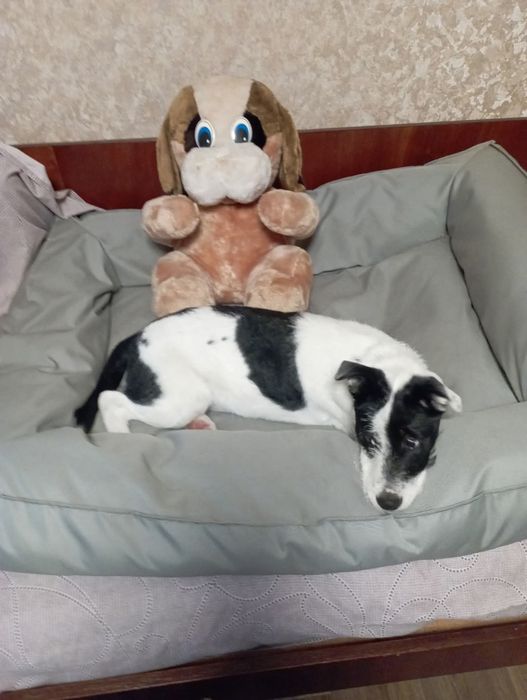 Отдам щенка-подростка