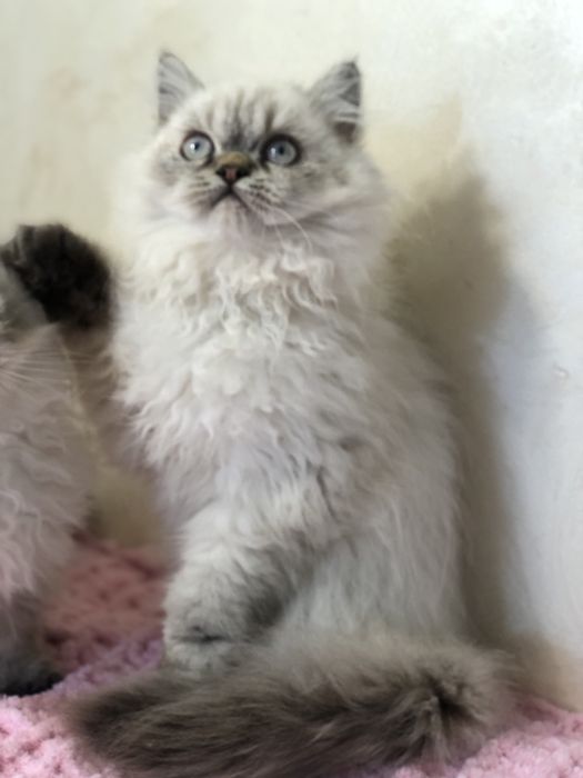 Девочка в шикарной шубе