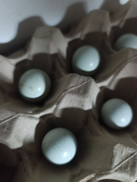 Ovos de codorniz celadon