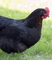 Kury kokoszki młode nioski kaczki