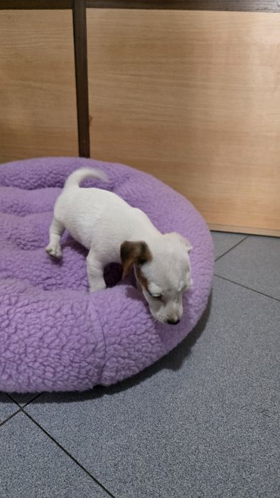 Jack russell fêmea