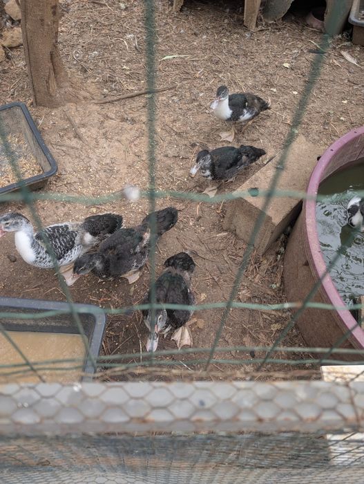 Patos para dar a uma Quinta/ to a Farm