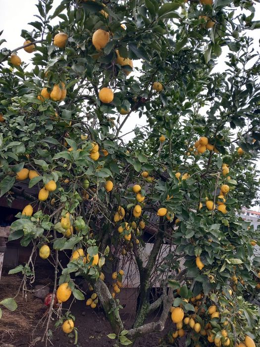 Vendo limões caseiros