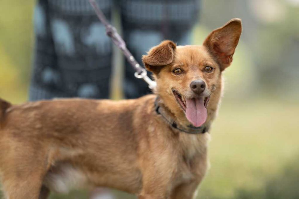 Felek- pies do adopcji