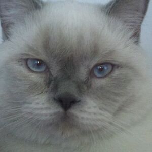 Британец Блю пойнт . Вязка ..