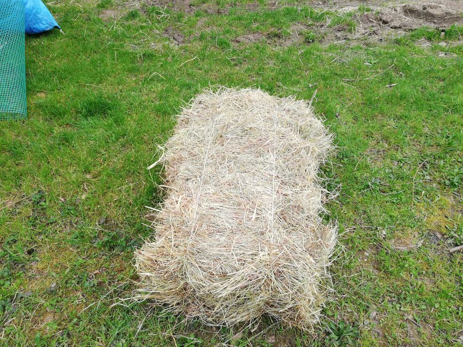 Siano oraz słoma w kostkach dla krulików