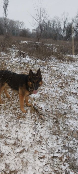 Вівчарка. В'язка