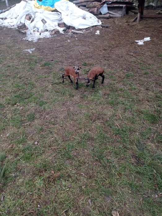 Sprzedam sprzedam sprzedam...