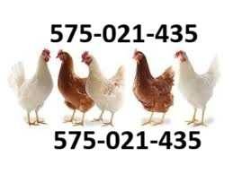 Kury nioski Rosa i Tetra z pierwszym jajkiem. Dominant i inne rasy.