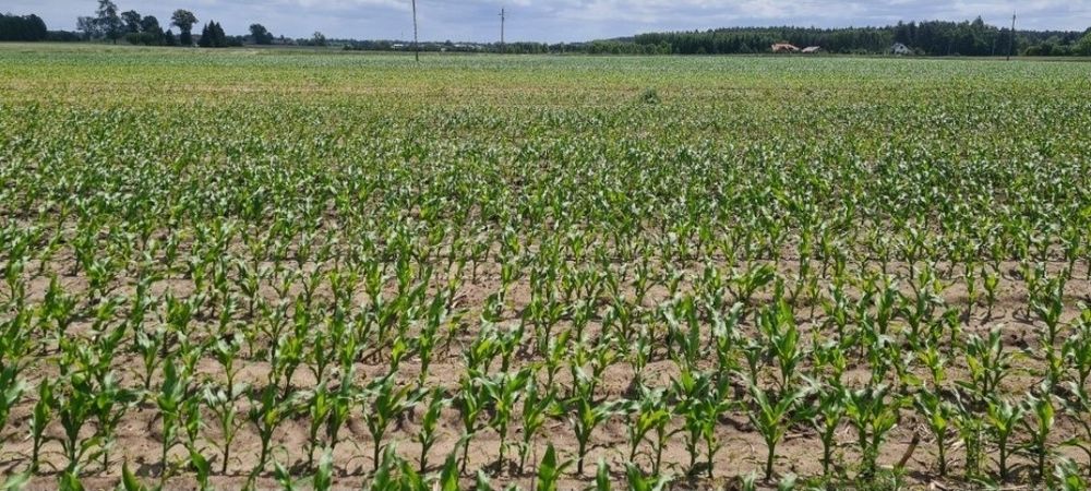 Działka Obrowo 1000 m2 10a. Budowlana. Przygotowana do budowy