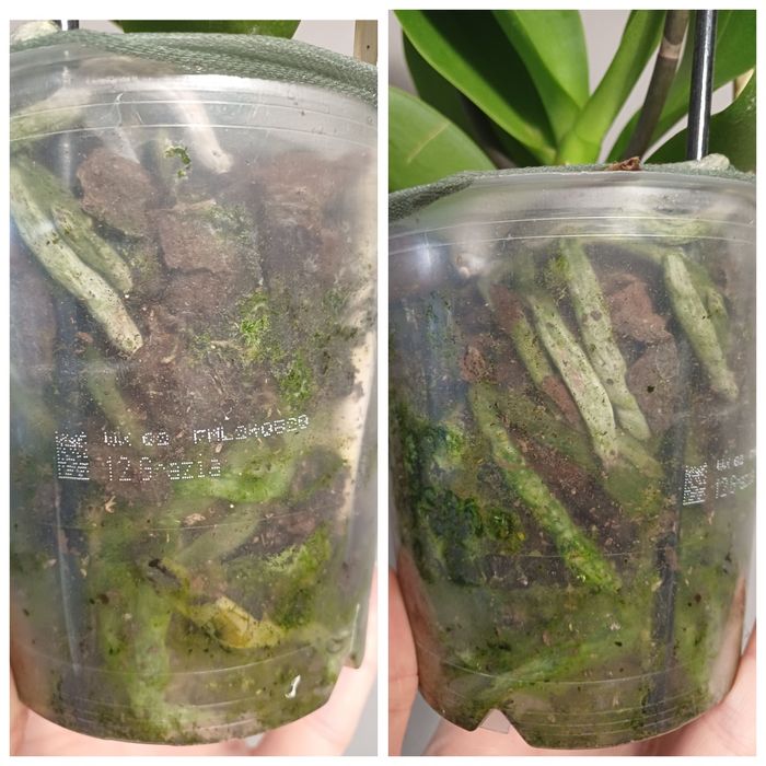 Орхідея метелик Грація