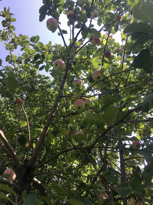 Продам будинок з великою ділянкою в с. Пилиповичі