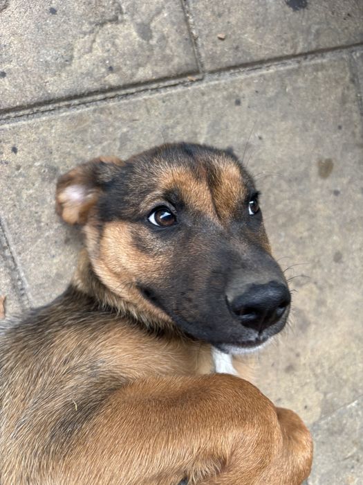 ODDAM Suke szczeniak