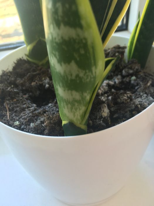 Sanseveria gwinejska