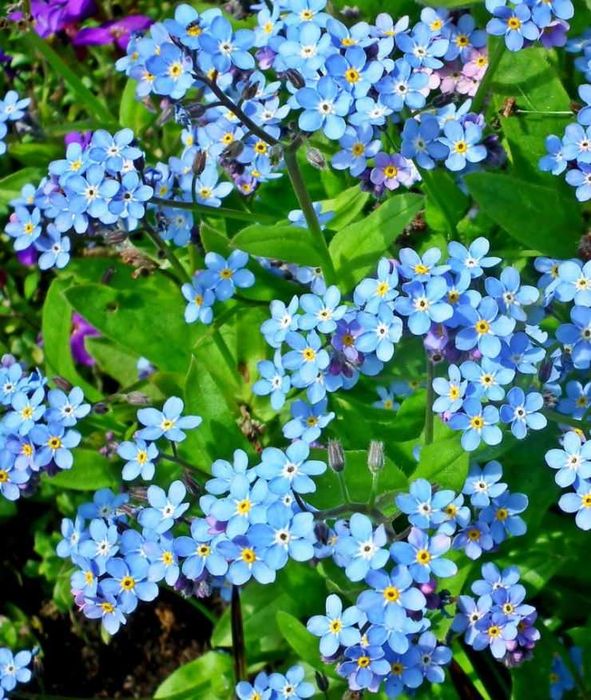 Błękitne drobne niezapominajki niezabudki - kwiatki z bajki