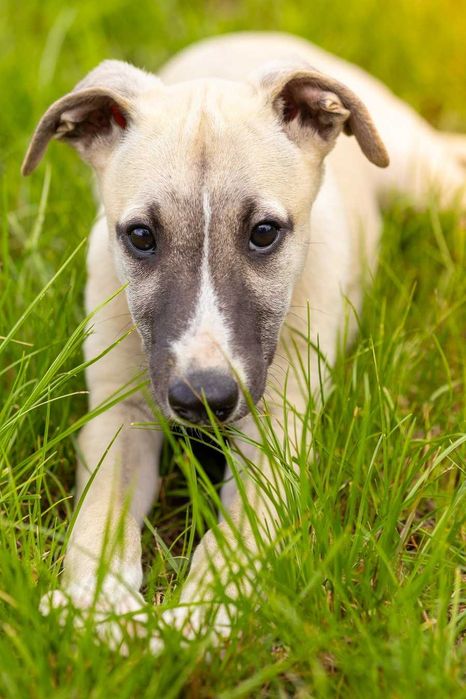 whippet  Chart angielski Otis