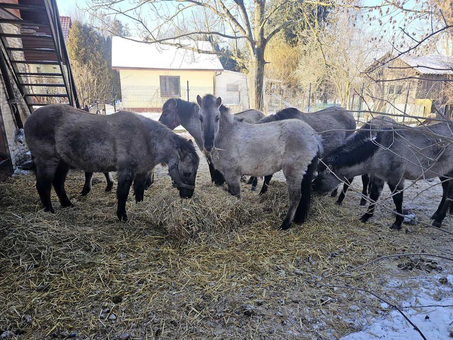 Klaczka konika polskiego 1rok po rodzicach z programu