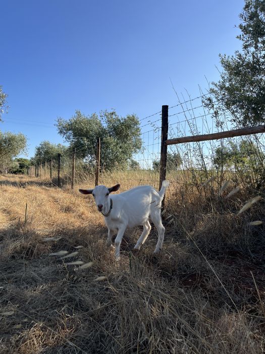 Cabrito saanen macho