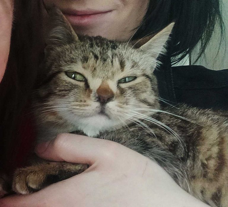 Необычная кошечка ищет дом (стерилизованная)