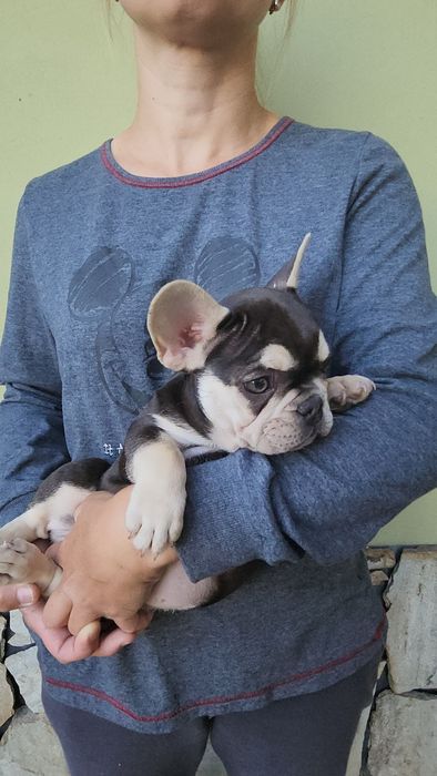 Buldog francuski. Piesek