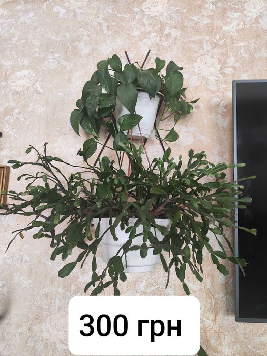 Кімнатні квіти. Від 70 грг