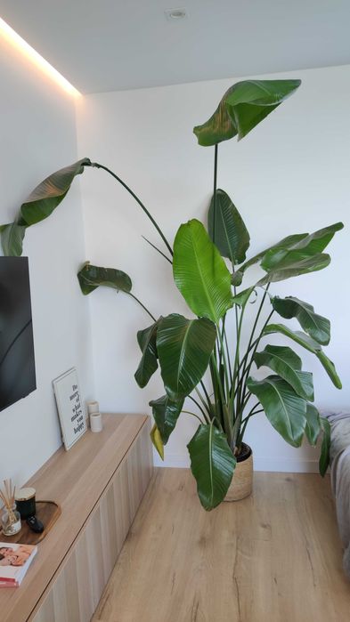 Strelitzia Nicolai  2.4 metros