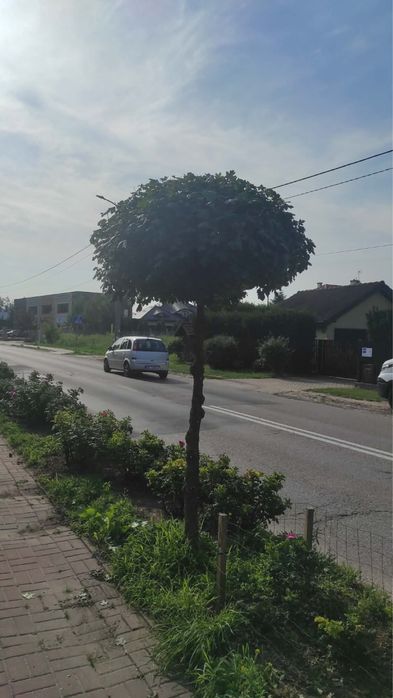 Dam prace prace ogrodnicze pielegnacja zieleni