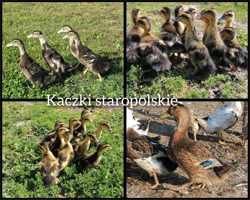 ‼️Kaczki, perliczki, kurczaki redbro, rossa, gołoszyjki ‼️