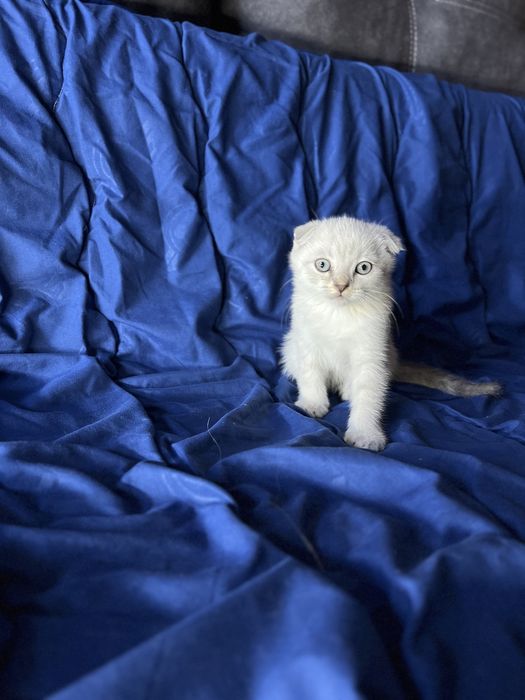 Шотландские блю поинт котята. Настоящие! ВИСЛОУХИЕ/ПРЯМОУХИЕ МАЛЬЧИКИ ДЕВОЧКА