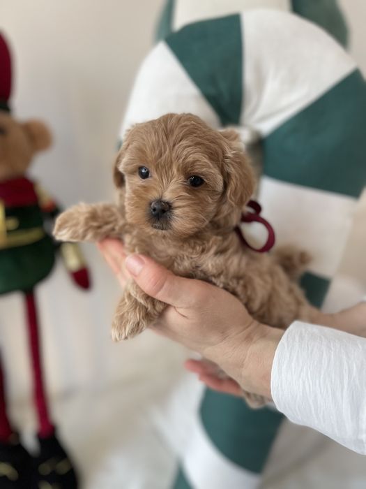 VIP Мальтипу F1 — Неймовірна шерсть, ніжний характер  ідеальна комбіна