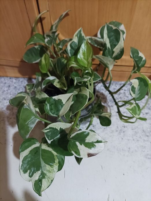 Ктенанта, строманта триколор