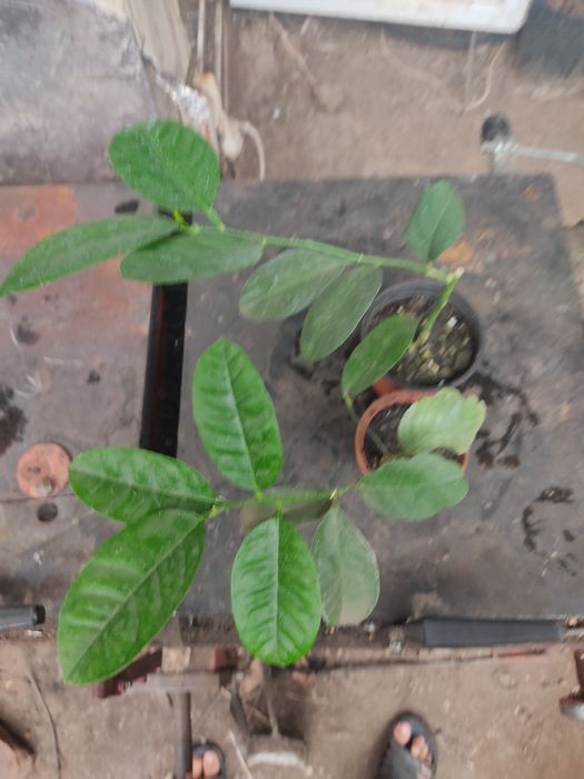 Лимон Київський крупноплідний