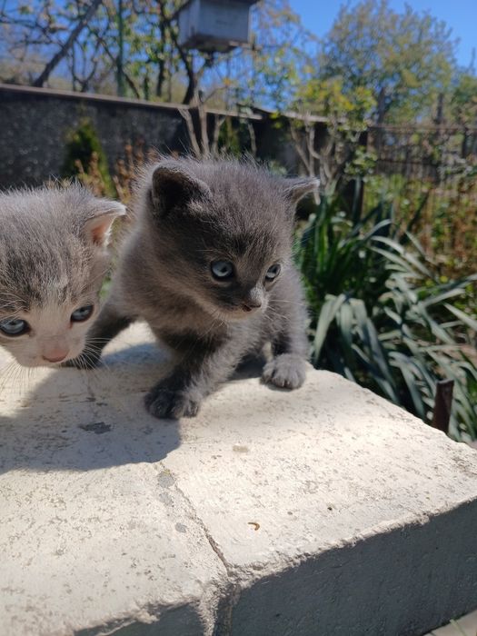 Котики ,не породисті