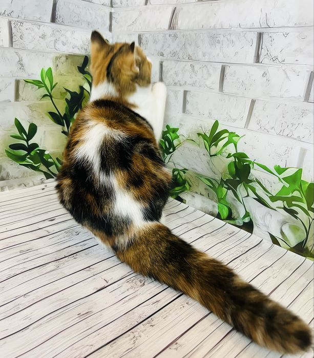 Кішка черепахового забарвлення шотландської породи