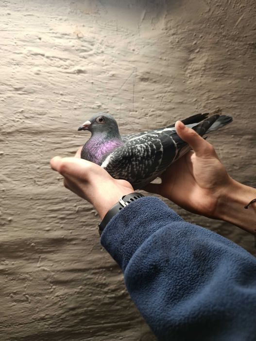 Gołąb pocztowy samica