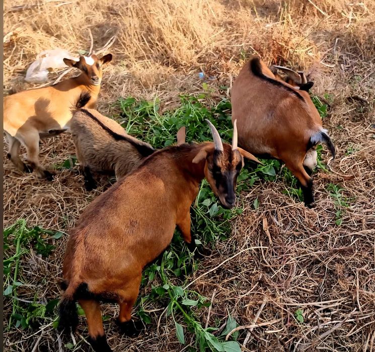 Cabras anãs bebés  e dóceis para venda