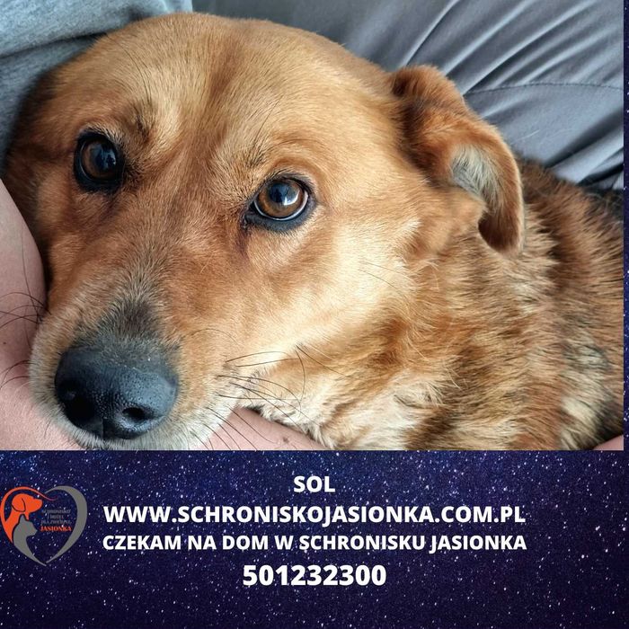 SOL do adopcji – Schronisko Jasionka