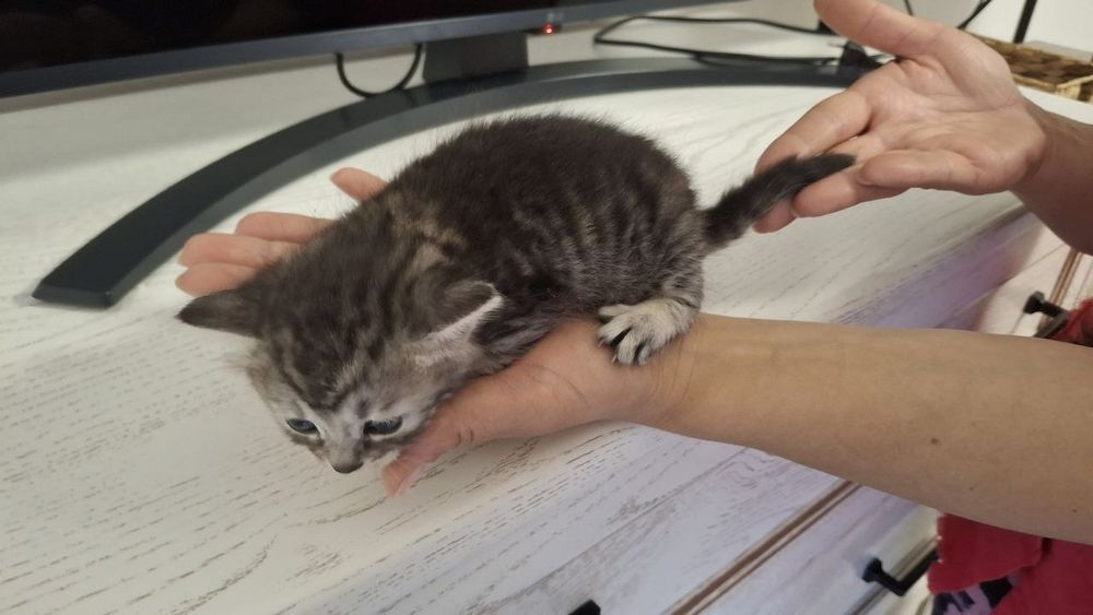 Кошенята,віддам в добрі руки