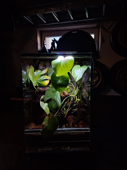 Terrarium gekon jaszczurka