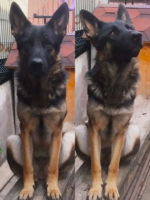 Шикарнейшая по типу!100% German shepherd